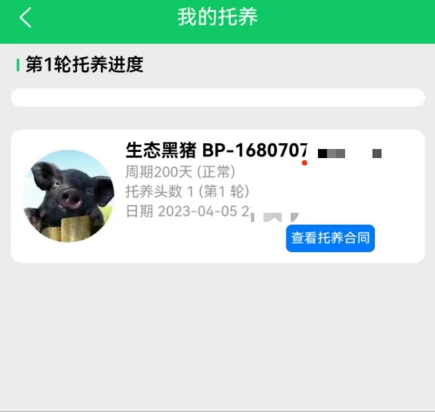 【云养经济】系列报道丨“认养黑猪”传销骗局调查！