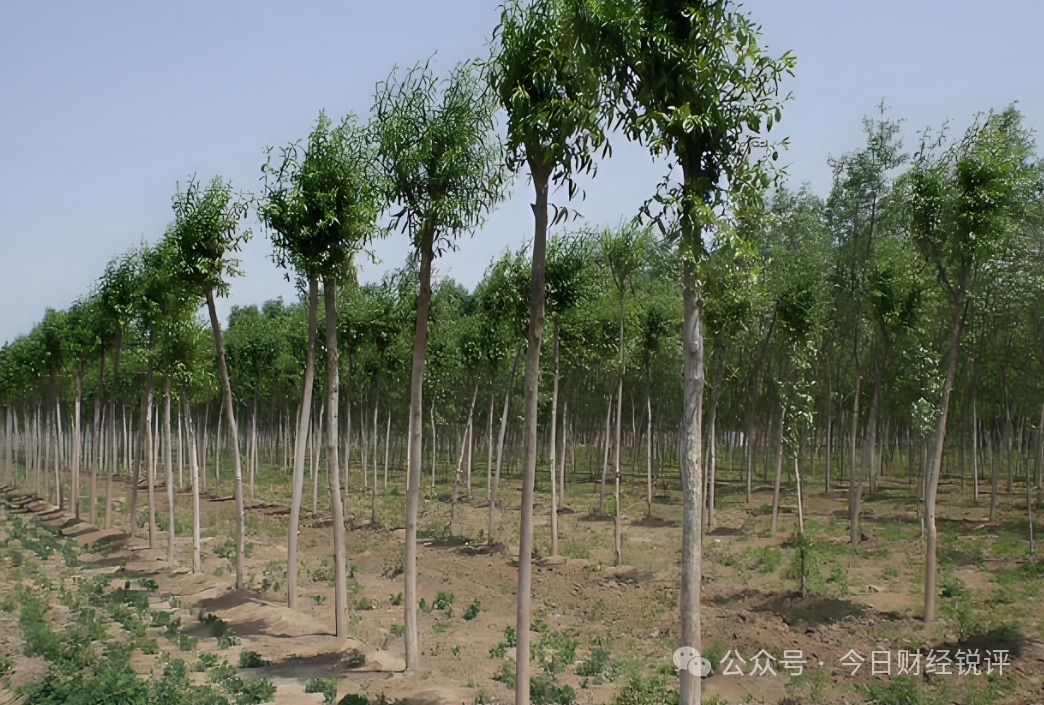 【北京振农资本】爆雷调查:高回报林业投资背后的兑付危机!